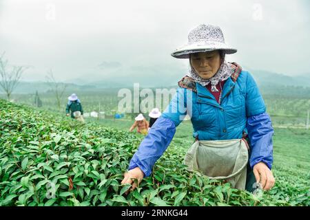 (170330) -- GUANGZE, le 30 mars 2017 -- Un agriculteur cueille des feuilles de thé dans le village de Guanmi, dans le canton de Lifang, dans le comté de Guangze, dans la province du Fujian du sud-est de la Chine, le 30 mars 2017. Ici, les agriculteurs récoltent des feuilles de thé avant le Festival de Qingming pour produire le thé Mingqian (littéralement pré-Qingming), qui sont faits des toutes premières pousses de thé au printemps et considérés comme étant de haute qualité. (hdt) CHINA-FUJIAN-TEA-HARVEST (CN) SongxWeiwei PUBLICATIONxNOTxINxCHN Mars 30 2017 un agriculteur pioche des feuilles de thé dans le village de Lifang Township dans le comté du sud-est de la Chine du Sud province du Fujian Mars 30 2017 les agriculteurs la cultivent Banque D'Images