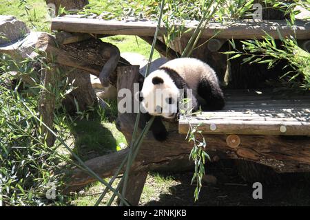 (170406) -- MADRID, le 6 avril 2017 -- le petit panda géant chulina joue à l'extérieur de l'enceinte du panda au zoo de Madrid, Espagne, le 5 avril 2017. Chulina, la première femelle panda géant à être née ici au zoo Aquarium, a eu deux visiteurs spéciaux mercredi quand elle est allée pour sa première promenade à l'extérieur de la pagode où elle a passé sa vie jusqu'à maintenant. Elle était accompagnée lors de son premier voyage à l extérieur par la reine Sofia d Espagne et Lyu Fan, ambassadeur de la République populaire de Chine à Madrid. (Zxj) ESPAGNE-MADRID-GÉANT PANDA CUB-CHULINA FengxJunwei PUBLICATIONxNOTxINxCHN Madrid avril 6 2017 Giant Pa Banque D'Images