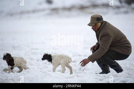 (170414) -- HEJING, le 14 avril 2017 -- Un éleveur ramène de l'agneau au troupeau de la prairie de Bayan Bulag dans le comté de Hejing, dans la région autonome ouïgoure du Xinjiang du nord-ouest de la Chine, le 6 avril 2017. En avril, la prairie de Bayan Bulag entre dans sa saison la plus occupée pour l'élevage ovin. (dhf) CHINE-XINJIANG-HEJING-BAYAN BULAG SAISON DE REPRODUCTION DES PRAIRIES (CN) JiangxWenyao PUBLICATIONxNOTxINxCHN 170414 Hejing avril 14 2017 un éleveur ramène l'agneau À la fécule de Bayan Grassland dans le comté de Hejing Nord-Ouest de la Chine S Xinjiang Uygur région autonome avril 6 2017 en avril en avril 2014 la région autonome de Bayan Grassland entre dans son village Banque D'Images