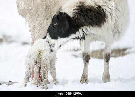 (170414) -- HEJING, le 14 avril 2017 -- Une brebis lèche son agneau nouveau-né sur la prairie de Bayan Bulag dans le comté de Hejing, dans la région autonome ouïgour du Xinjiang du nord-ouest de la Chine, le 6 avril 2017. En avril, la prairie de Bayan Bulag entre dans sa saison la plus occupée pour l'élevage ovin. (dhf) CHINE-XINJIANG-HEJING-BAYAN BULAG SAISON DE REPRODUCTION DES PRAIRIES (CN) JiangxWenyao PUBLICATIONxNOTxINxCHN 170414 Hejing avril 14 2017 un mouton lèche son Agneau nouveau-né SUR LES prairies de Bayan dans le comté de Hejing Nord-Ouest de la Chine S Xinjiang Uygur région autonome avril 6 2017 en avril en avril 2015 la région autonome de Bayan Grassland entre dans sa saison la plus occupée Banque D'Images