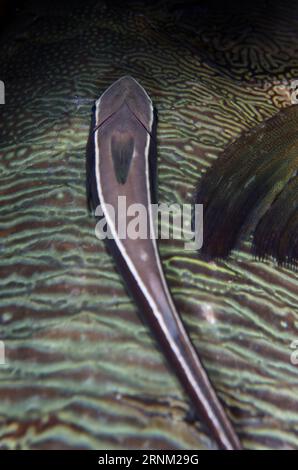 Suckerfish mince, naucrates Echeneis, sur Humphead Wrasse, Cheilinus undulatus, site de plongée Yilliet Kecil, plongée de nuit, île Yilliet, Misool, Raja amp Banque D'Images