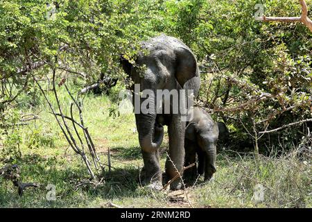 (170504) -- COLOMBO, le 4 mai 2017 -- un éléphant avec son veau est vu traverser la route pour atteindre un étang voisin afin de satisfaire sa soif dans la chaleur brûlante du parc national de faune de Yala du Sri Lanka le 4 mai 2017.) (zw) SRI LANKA-FAUNE-ÉLÉPHANT HuangxHaimin PUBLICATIONxNOTxINxCHN Colombo mai 4 2017 à éléphant avec son veau EST lacs traversant la route pour tendre la main à un étang voisin pour satisfaire leur soif dans la chaleur brûlante AU Sri Lanka S Yala Wildlife National Park LE 4 2017 mai ZW Sri Lanka Wildlife éléphant HuangxHaimin PUBLICATIONxNOTxINxCHN Banque D'Images