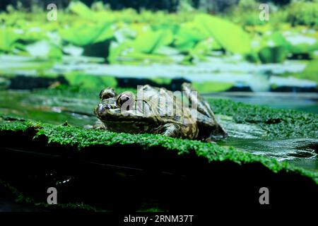 Grenouille africaine accouplement sur la grenouille d'eau dans l'aquarium eau transparente algues pierres assis congelés bulging yeux énorme sauvagine dégoût fond nature vie naturelle aquarium vancouver colombie-britannique Banque D'Images