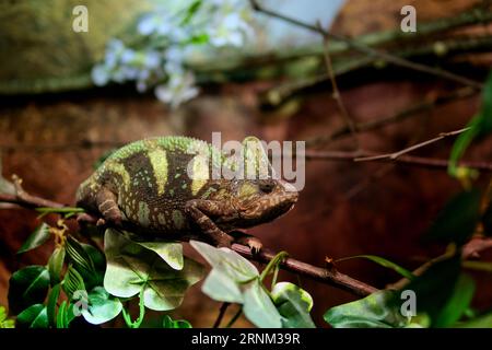 Chameleon Chamaeleo Calyptratus s'assoit à la branche et regarde dans différentes directions en gros plan sur un fond gris. 4K images verticales de studio brutes d'animaux exotiques. 4K images de haute qualité Banque D'Images