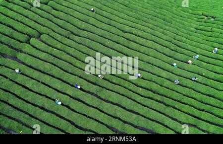 (170510) -- HANZHONG, 10 mai 2017 -- une photo aérienne prise le 9 mai 2017 montre un jardin de thé dans le comté de Xixiang de la ville de Hanzhong, dans le nord-ouest de la province du Shaanxi. Hanzhong est la ville natale de l'ancien général chinois Zhang Qian, qui a ouvert une route commerciale maintenant connue sous le nom de route de la soie il y a environ 2 100 ans. (Ry) CHINA-SHAANXI-HANZHONG-SCENERY (CN) TaoxMing PUBLICATIONxNOTxINxCHN Hanzhong Mai 10 2017 une photo aérienne prise LE 9 2017 mai montre un jardin de thé dans le comté de Xixiang de Hanzhong ville Nord-Ouest de la Chine S Shaanxi province Hanzhong EST la ville natale de l'ancien général chinois Zhang Qian qui a ouvert U. Banque D'Images