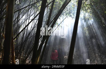 (170510) -- HANZHONG, 10 mai 2017 -- des touristes visitent une ancienne forêt de bambous dans le canton de Sanyuan, dans la ville de Hanzhong, dans le nord-ouest de la province du Shaanxi, le 4 décembre 2016. Hanzhong est la ville natale de l'ancien général chinois Zhang Qian, qui a ouvert une route commerciale maintenant connue sous le nom de route de la soie il y a environ 2 100 ans. (Ry) CHINA-SHAANXI-HANZHONG-SCENERY (CN) TaoxMing PUBLICATIONxNOTxINxCHN Hanzhong Mai 10 2017 visite des touristes à l'ancienne forêt de bambou dans le canton de Sanyuan de Hanzhong ville Nord-Ouest Chine S Shaanxi province DEC 4 2016 Hanzhong EST la ville natale de l'ancien général chinois Zhang Qian qui ouvre Banque D'Images