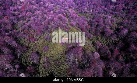 (170510) -- HANZHONG, 10 mai 2017 -- une photo aérienne prise le 5 décembre 2016 montre le paysage d'une ancienne forêt de bambous dans le canton de Sanyuan, dans la ville de Hanzhong, dans le nord-ouest de la province du Shaanxi. Hanzhong est la ville natale de l'ancien général chinois Zhang Qian, qui a ouvert une route commerciale maintenant connue sous le nom de route de la soie il y a environ 2 100 ans. (Ry) CHINA-SHAANXI-HANZHONG-SCENERY (CN) TaoxMing PUBLICATIONxNOTxINxCHN Hanzhong Mai 10 2017 photo aérienne prise LE 5 2016 décembre montre le paysage de l'ancienne forêt de bambous dans le canton de Sanyuan de Hanzhong City Nord-Ouest de la Chine S Shaanxi province Hanzhong EST le H. Banque D'Images