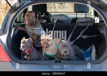 Quatre chiots tyrans américains dans le coffre d'une voiture. Transport de chiens domestiques. Voyage en famille avec animaux de compagnie. Prêt à voyager. Voyager avec des animaux de compagnie concep Banque D'Images