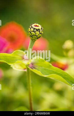 Gros plan du bourgeon d'une fleur de zinnia elegans. Banque D'Images