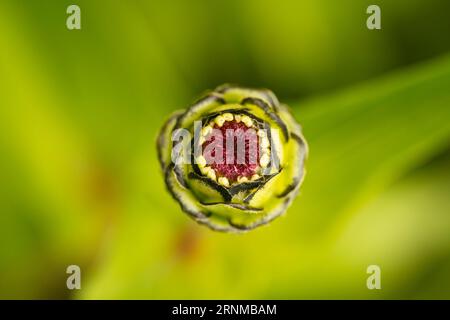 Gros plan du bourgeon d'une fleur de zinnia elegans. Banque D'Images