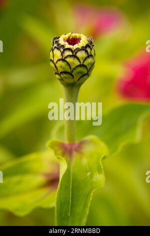 Gros plan du bourgeon d'une fleur de zinnia elegans. Banque D'Images