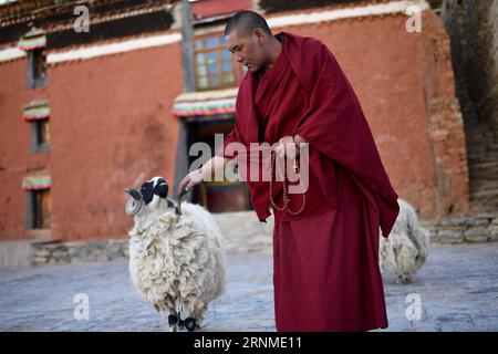 (170524) -- LHASSA, 24 mai 2017 -- Lama Ngawang Peljor joue avec une chèvre au monastère de Rongpu près du mont Qomolangma, dans la région autonome du Tibet du sud-ouest de la Chine, 17 mai 2017. Monastère de Rongpu, le monastère le plus haut du monde à plus de 5 000 mètres d'altitude, situé au pied du mont Qomolangma dans le comté de Tingri. Ngawang Peljor, âgé de 36 ans, pratique le bouddhisme dans le monastère depuis 15 ans. Il vit ici une vie monastique simple et régulière. Se levant à 8:30 heures du matin, il chante après le petit déjeuner jusqu'à midi. Il continue de chanter jusqu'à 4 heures après une pause d'une heure pour le déjeuner. Après le dîner, il r Banque D'Images