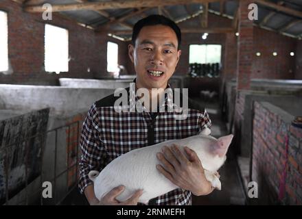 (170525) -- NINGQIANG, le 25 mai 2017 -- le villageois Li Yinghua porte un petit cochon dans le village de Hanshuiyuan, dans le comté de Ningqiang, dans le nord-ouest de la province du Shaanxi, le 23 mai 2017. Le village de Hanshuiyuan a développé la transformation écologique des aliments et le tourisme écologique pour aider à la lutte contre la pauvreté. Les populations locales ont créé un jardin de thé et de ginkgo, élevé la salamandre géante chinoise et le bourdon et cultivé la médecine traditionnelle chinoise et les champignons comestibles. En 2016, un total de 2 009 villageois de Hanshuiyuan se sont engagés dans la plantation et l'élevage écologiques, avec un revenu annuel moyen par personne de 5 260 yuan (environ 764 U. Banque D'Images