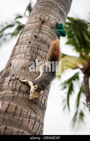 Un petit écureuil mange une tranche d'orange sur un palmier sur la plage de Pattaya en Thaïlande. Banque D'Images