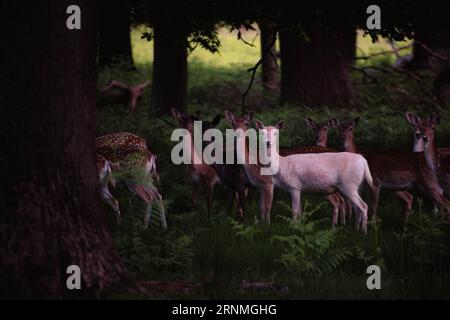 Troupeau de cerfs avec des cerfs bruns et blancs tachetés tous regardant dans une direction en synchronisation avec les arbres environnants Banque D'Images