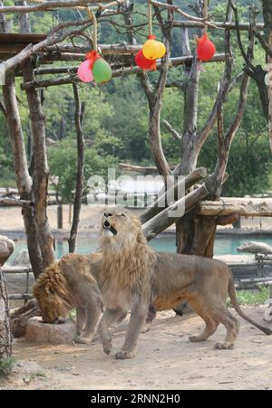 (170621) -- SÉOUL, 21 juin 2017 () -- Un lion joue avec des ballons remplis d'eau dans la chaleur estivale à Everland Resort à Yongin, Corée du Sud, le 21 juin 2017. () (hy) CORÉE DU SUD-SÉOUL-ANIMAL-SUMMER HEAT Xinhua PUBLICATIONxNOTxINxCHN Séoul juin 21 2017 un Lion JOUE avec des ballons remplis d'eau au milieu de la chaleur estivale À Everland Resort à Yongin Corée du Sud LE 21 2017 juin Hy Corée du Sud Séoul Animal Summer Heat XINHUA PUBLICATIONxNOTxINxCHN Banque D'Images