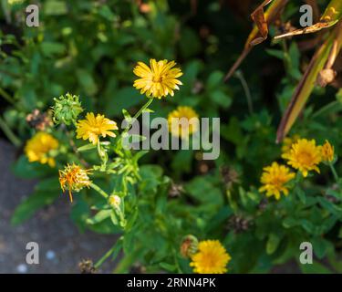 groupe de marigolds de champ jaune qui a récemment ouvert dans le jardin arrière Banque D'Images