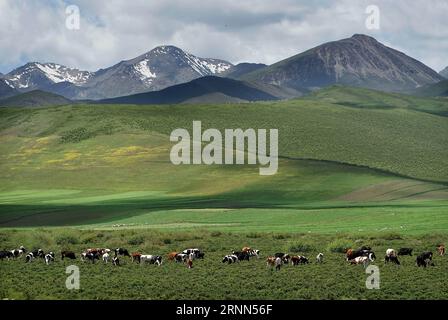 (170625) -- LANZHOU, 25 juin 2017 -- une photo prise le 23 juin 2017 montre un pâturage à Menyuan, dans la province du Qinghai au nord-ouest de la Chine. (Wyo) CHINA-GANSU-QINGHAI-TOURISM-SCENERY (CN) LixAn PUBLICATIONxNOTxINxCHN Lanzhou juin 25 2017 photo prise LE 23 2017 juin montre un pâturage dans MENYUAN Nord-Ouest de la Chine S Qinghai province wyo Chine Gansu Qinghai Tourism Scenery CN LixAn PUBLICATIONxNOTxINxCHN Banque D'Images