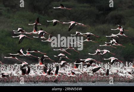 (170625) -- LAC BOGORIA, le 25 juin 2017 -- des troupeaux de flamants roses sont observés dans les eaux peu profondes du lac Bogoria au Kenya, le 20 juin 2017.) (dtf) KENYA-LAKE BOGORIA-FLAMINGOS ChenxCheng PUBLICATIONxNOTxINxCHN Lac Bogoria juin 25 2017 les écluses de Flamingos sont des lacs SITUÉS DANS les eaux peu profondes du lac Bogoria au Kenya juin 20 2017 dtf Kenya Lake Bogoria Flamingos Cheng PUBLICATIONxNOTxINxCHN Banque D'Images