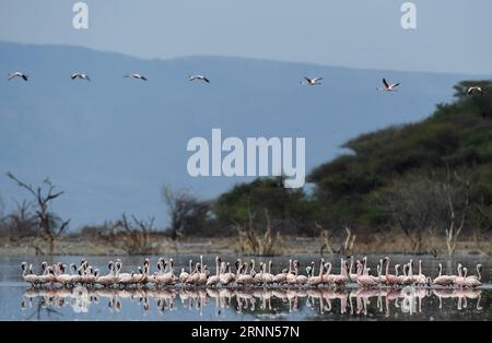 (170625) -- LAC BOGORIA, le 25 juin 2017 -- des troupeaux de flamants roses sont observés dans les eaux peu profondes du lac Bogoria au Kenya, le 20 juin 2017.) (dtf) KENYA-LAKE BOGORIA-FLAMINGOS ChenxCheng PUBLICATIONxNOTxINxCHN Lac Bogoria juin 25 2017 les écluses de Flamingos sont des lacs SITUÉS DANS les eaux peu profondes du lac Bogoria au Kenya juin 20 2017 dtf Kenya Lake Bogoria Flamingos Cheng PUBLICATIONxNOTxINxCHN Banque D'Images