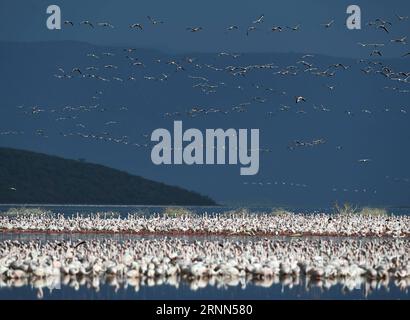 (170625) -- LAC BOGORIA, le 25 juin 2017 -- des troupeaux de flamants roses sont observés dans les eaux peu profondes du lac Bogoria au Kenya, le 19 juin 2017.) (dtf) KENYA-LAKE BOGORIA-FLAMINGOS ChenxCheng PUBLICATIONxNOTxINxCHN Lac Bogoria juin 25 2017 les écluses de Flamingos sont des lacs SITUÉS DANS les eaux peu profondes du lac Bogoria au Kenya juin 19 2017 dtf Kenya Lake Bogoria Flamingos Cheng PUBLICATIONxNOTxINxCHN Banque D'Images
