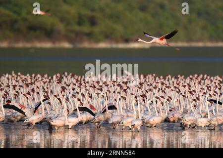 (170625) -- LAC BOGORIA, le 25 juin 2017 -- des troupeaux de flamants roses sont observés dans les eaux peu profondes du lac Bogoria au Kenya, le 19 juin 2017.) (dtf) KENYA-LAKE BOGORIA-FLAMINGOS ChenxCheng PUBLICATIONxNOTxINxCHN Lac Bogoria juin 25 2017 les écluses de Flamingos sont des lacs SITUÉS DANS les eaux peu profondes du lac Bogoria au Kenya juin 19 2017 dtf Kenya Lake Bogoria Flamingos Cheng PUBLICATIONxNOTxINxCHN Banque D'Images