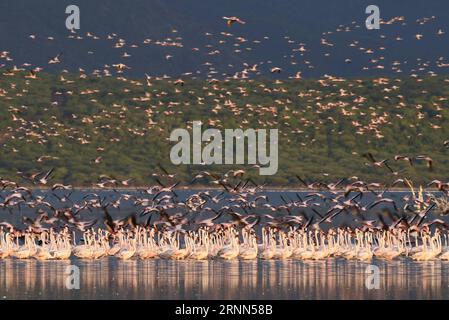 (170625) -- LAC BOGORIA, le 25 juin 2017 -- des troupeaux de flamants roses sont observés dans les eaux peu profondes du lac Bogoria au Kenya, le 19 juin 2017.) (dtf) KENYA-LAKE BOGORIA-FLAMINGOS ChenxCheng PUBLICATIONxNOTxINxCHN Lac Bogoria juin 25 2017 les écluses de Flamingos sont des lacs SITUÉS DANS les eaux peu profondes du lac Bogoria au Kenya juin 19 2017 dtf Kenya Lake Bogoria Flamingos Cheng PUBLICATIONxNOTxINxCHN Banque D'Images