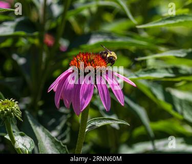 abeille sur un conefleur dans le jardin arrière Banque D'Images