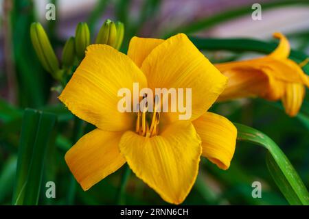 vue rapprochée d'un lys jaune dans le jardin arrière Banque D'Images