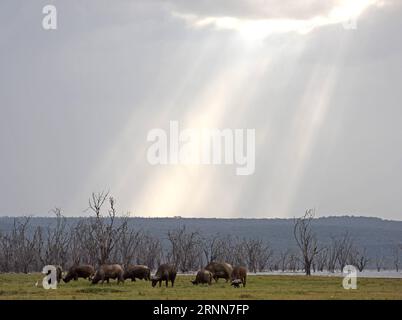 (170629) -- NAIROBI, 29 juin 2017 -- une photo prise le 20 juin 2017 montre des buffles dans le parc national du lac Nakuru, au Kenya. Le lac Nakuru se trouve au sud de Nakuru, dans la vallée du rift au Kenya et est protégé par le parc national du lac Nakuru. L abondance d algues du lac attire une grande quantité de flamants roses qui bordaient le rivage. D'autres oiseaux fleurissent également dans la région, tout comme les pharaons, les babouins et d'autres grands mammifères. Des rhinocéros noirs de l'est et des rhinocéros blancs du sud ont également été introduits. (Zhf) KENYA-LAKE NAKURU-NATIONAL PARK ChenxCheng PUBLICATIONxNOTxINxCHN Nairobi juin 29 2017 Pho Banque D'Images