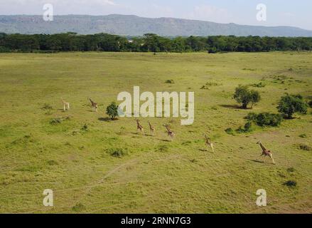 (170629) -- NAIROBI, 29 juin 2017 -- une photo prise le 21 juin 2017 montre des girafes dans le parc national du lac Nakuru, au Kenya. Le lac Nakuru se trouve au sud de Nakuru, dans la vallée du rift au Kenya et est protégé par le parc national du lac Nakuru. L abondance d algues du lac attire une grande quantité de flamants roses qui bordaient le rivage. D'autres oiseaux fleurissent également dans la région, tout comme les pharaons, les babouins et d'autres grands mammifères. Des rhinocéros noirs de l'est et des rhinocéros blancs du sud ont également été introduits. (Zhf) KENYA-LAKE NAKURU-NATIONAL PARK ChenxCheng PUBLICATIONxNOTxINxCHN Nairobi juin 29 2017 Phot Banque D'Images