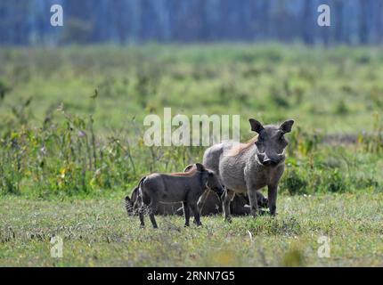 (170629) -- NAIROBI, le 29 juin 2017 -- une photo prise le 20 juin 2017 montre des pharaokés dans le parc national du lac Nakuru, au Kenya. Le lac Nakuru se trouve au sud de Nakuru, dans la vallée du rift au Kenya et est protégé par le parc national du lac Nakuru. L abondance d algues du lac attire une grande quantité de flamants roses qui bordaient le rivage. D'autres oiseaux fleurissent également dans la région, tout comme les pharaons, les babouins et d'autres grands mammifères. Des rhinocéros noirs de l'est et des rhinocéros blancs du sud ont également été introduits. (Zhf) KENYA-LAKE NAKURU-NATIONAL PARK ChenxCheng PUBLICATIONxNOTxINxCHN Nairobi juin 29 2017 Pho Banque D'Images