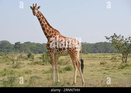 (170629) -- NAIROBI, 29 juin 2017 -- une photo prise le 20 juin 2017 montre une girafte dans le parc national du lac Nakuru, au Kenya. Le lac Nakuru se trouve au sud de Nakuru, dans la vallée du rift au Kenya et est protégé par le parc national du lac Nakuru. L abondance d algues du lac attire une grande quantité de flamants roses qui bordaient le rivage. D'autres oiseaux fleurissent également dans la région, tout comme les pharaons, les babouins et d'autres grands mammifères. Des rhinocéros noirs de l'est et des rhinocéros blancs du sud ont également été introduits. (Zhf) KENYA-LAKE NAKURU-NATIONAL PARK ChenxCheng PUBLICATIONxNOTxINxCHN Nairobi juin 29 2017 Pho Banque D'Images