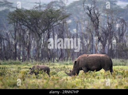 (170629) -- NAIROBI, 29 juin 2017 -- une photo prise le 20 juin 2017 montre des rhinocéros noirs dans le parc national du lac Nakuru, au Kenya. Le lac Nakuru se trouve au sud de Nakuru, dans la vallée du rift au Kenya et est protégé par le parc national du lac Nakuru. L abondance d algues du lac attire une grande quantité de flamants roses qui bordaient le rivage. D'autres oiseaux fleurissent également dans la région, tout comme les pharaons, les babouins et d'autres grands mammifères. Des rhinocéros noirs de l'est et des rhinocéros blancs du sud ont également été introduits. (Zhf) KENYA-LAKE NAKURU-NATIONAL PARK ChenxCheng PUBLICATIONxNOTxINxCHN Nairobi juin 29 2017 Banque D'Images