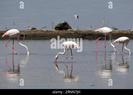 (170629) -- NAIROBI, 29 juin 2017 -- une photo prise le 21 juin 2017 montre des flamants roses dans le parc national du lac Nakuru, au Kenya. Le lac Nakuru se trouve au sud de Nakuru, dans la vallée du rift au Kenya et est protégé par le parc national du lac Nakuru. L abondance d algues du lac attire une grande quantité de flamants roses qui bordaient le rivage. D'autres oiseaux fleurissent également dans la région, tout comme les pharaons, les babouins et d'autres grands mammifères. Des rhinocéros noirs de l'est et des rhinocéros blancs du sud ont également été introduits. (Zhf) KENYA-LAKE NAKURU-NATIONAL PARK ChenxCheng PUBLICATIONxNOTxINxCHN Nairobi juin 29 2017 Tél Banque D'Images