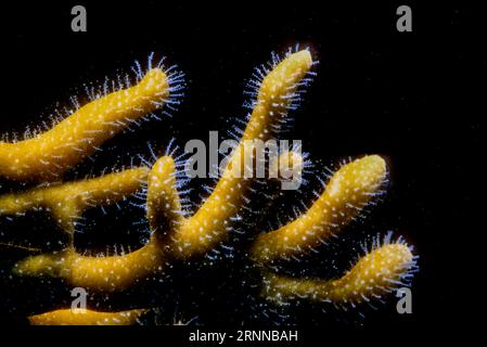 Gros plan du corail de feu net (Millepora dichotoma). Aquariumphoto. Banque D'Images