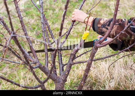 Élagage des arbres fruitiers dans le jardin au printemps et greffage des cultivars fruitiers. Banque D'Images