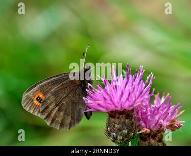 Scotch Argus nectaring sur la fleur de knapweed. Réserve naturelle Smardale Gill, Cumbria, Angleterre. Banque D'Images