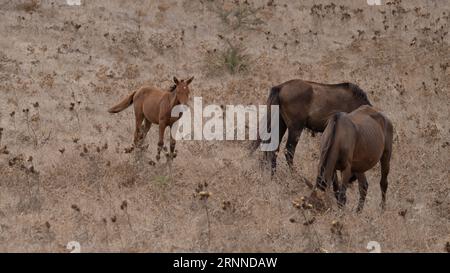 Cheval de race anglo-arabe sarde broutant dans la région de Medio Campidano, centre de la Sardaigne Banque D'Images