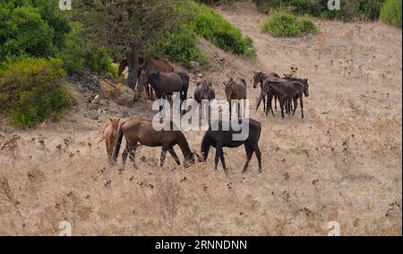 Cheval de race anglo-arabe sarde broutant dans la région de Medio Campidano, centre de la Sardaigne Banque D'Images