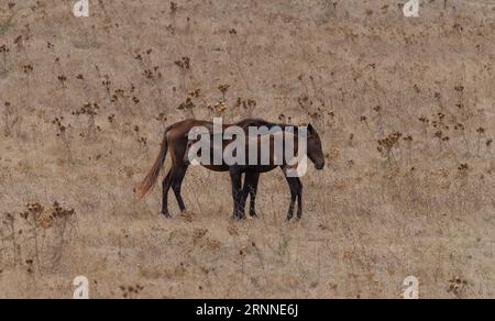 Cheval de race anglo-arabe sarde broutant dans la région de Medio Campidano, centre de la Sardaigne Banque D'Images