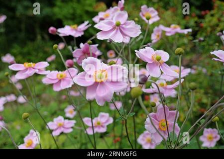Rose tendre Anémone japonaise hybrida 'RobustissimaÕ, également connue sous le nom d'anémone de feuille de raisin, en fleur. Banque D'Images
