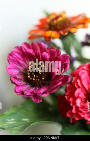 têtes de fleurs macro colorées de zinnia Banque D'Images