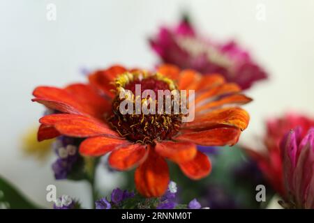têtes de fleurs macro colorées de zinnia Banque D'Images