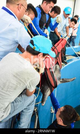 (170720) -- ZHUHAI, le 20 juillet 2017 -- les sauveteurs portent le dauphin aux dents rugueuses Jiang Jiang sur une civière à Zhuhai, dans la province du Guangdong du sud de la Chine, le 20 juillet 2017. La police a reçu des rapports sur un dauphin échoué sur la côte de la baie de Heisha dans la ville de Jiangmen le 3 mai, et a appelé la réserve naturelle nationale chinoise des dauphins blancs de l'estuaire de la rivière des perles pour obtenir de l'aide. Après plus de deux mois de traitement, le dauphin Jiang Jiang a récupéré et a été libéré jeudi.) (MCG) (zt) CHINA-GUANGDONG-ZHUHAI-DOLPHIN-RELEASE (CN) LiuxDawei PUBLICATIONxNOTxINxCHN Zhuhai juillet 20 2017 Rescue Carry the Rough Banque D'Images