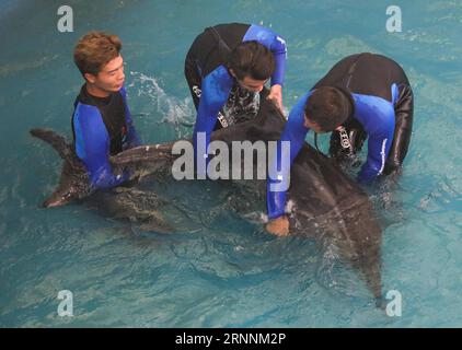 (170720) -- ZHUHAI, 20 juillet 2017 -- les sauveteurs se préparent à la libération du dauphin Jiang Jiang Jiang dans une piscine à Zhuhai, dans la province du Guangdong du sud de la Chine, le 20 juillet 2017. La police a reçu des rapports sur un dauphin échoué sur la côte de la baie de Heisha dans la ville de Jiangmen le 3 mai, et a appelé la réserve naturelle nationale chinoise des dauphins blancs de l'estuaire de la rivière des perles pour obtenir de l'aide. Après plus de deux mois de traitement, le dauphin Jiang Jiang a récupéré et a été libéré jeudi.) (MCG) (zt) CHINA-GUANGDONG-ZHUHAI-DOLPHIN-RELEASE (CN) LiuxDawei PUBLICATIONxNOTxINxCHN Zhuhai juillet 20 2017 Banque D'Images