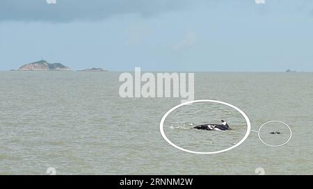 (170720) -- ZHUHAI, 20 juillet 2017 -- l'image composite montre le dauphin aux dents rugueuses Jiang Jiang dans la mer près de Zhuhai, dans la province du Guangdong du sud de la Chine, le 20 juillet 2017. La police a reçu des rapports sur un dauphin échoué sur la côte de la baie de Heisha dans la ville de Jiangmen le 3 mai, et a appelé la réserve naturelle nationale chinoise des dauphins blancs de l'estuaire de la rivière des perles pour obtenir de l'aide. Après plus de deux mois de traitement, le dauphin Jiang Jiang a récupéré et a été libéré jeudi.) (MCG) (zt) CHINA-GUANGDONG-ZHUHAI-DOLPHIN-RELEASE (CN) LiuxDawei PUBLICATIONxNOTxINxCHN Zhuhai juillet 20 2017 le composite IM Banque D'Images