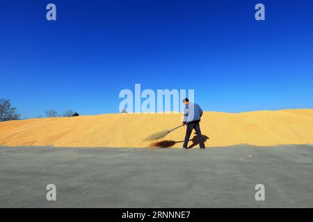 COMTÉ de LUANNAN, province du Hebei, Chine - 23 avril 2020 : un jeune agriculteur nettoie le maïs de la ferme. Banque D'Images