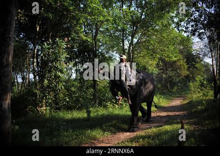 (170730) -- LAMPUNG, 30 juillet 2017 -- Un mahout monte sur un éléphant avant de partir en patrouille au parc national Way Kambas dans la province de Lampung, Indonésie, juillet 30. 2017. Zulkarnain) (hy) INDONESIA-LAMPUNG-ELEPHANT-PATROL Zulkarnain PUBLICATIONxNOTxINxCHN LAMPUNG juillet 30 2017 a Mahout se rend à Elephant avant de partir EN patrouille dans le parc national Way kambas dans la province DE LAMPUNG Indonésie juillet 30 2017 Zulkarnain Hy Indonesia LAMPUNG Elephant Patrol Zulkarnain PUBLICATIONxNOxNOTxNOXN Banque D'Images