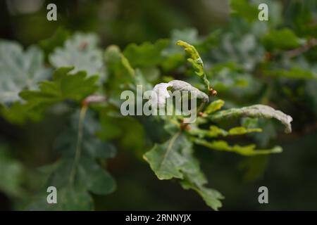 Dommages causés par l'oïdium sur les feuilles de Quercus robur Banque D'Images